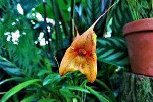 Masdevallia orchid care