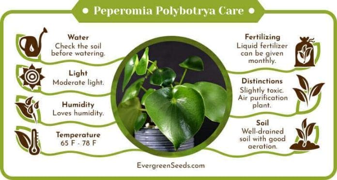 Peperomia polybotrya care infographic