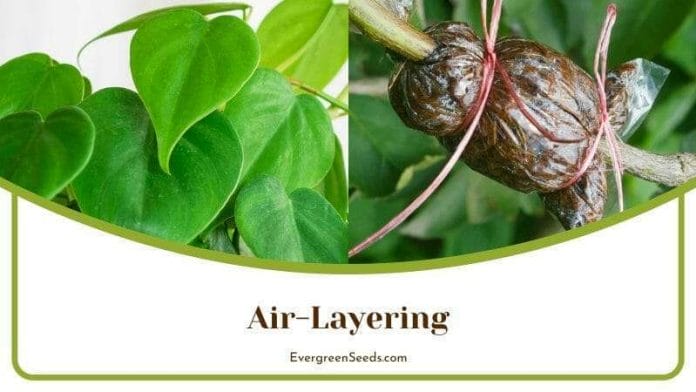 Philodendron Tortum Air Layering