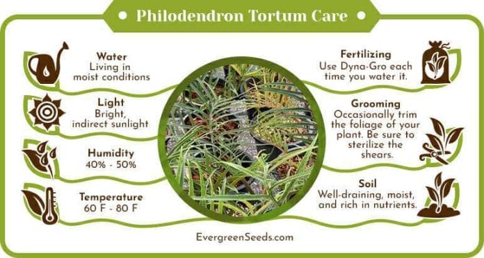Philodendron tortum care infographic