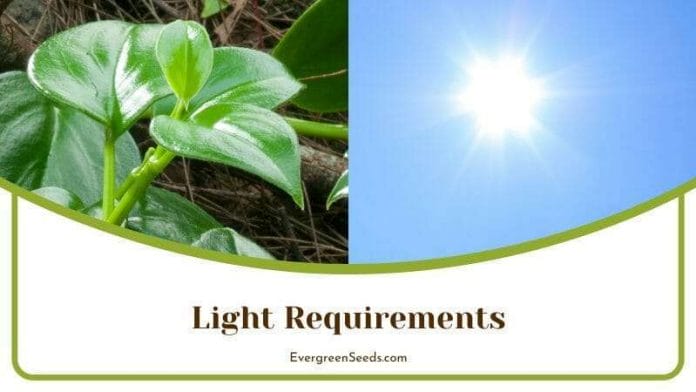 Philodendron Tortum Light Requirements