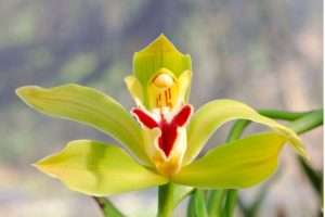 Phragmipedium ladys slipper orchid