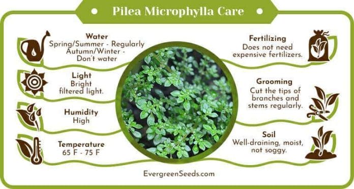 Pilea microphylla care infographic