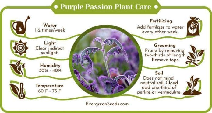 Purple passion plant care infographic