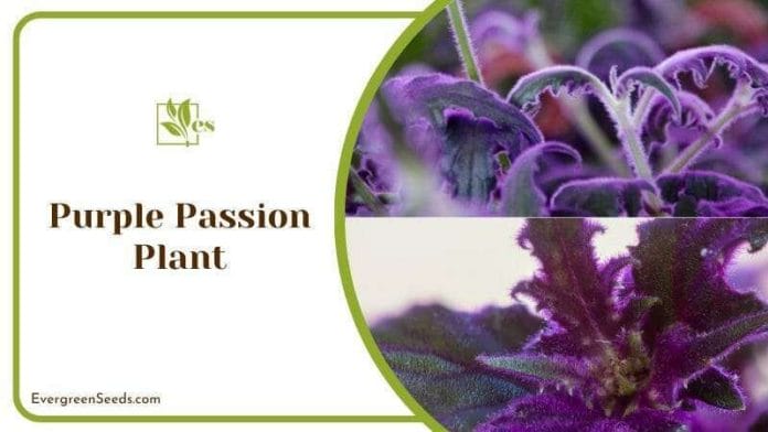 Purple Passion Plant Tips and Tricks