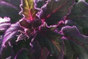 Purple passion plant light requiraments