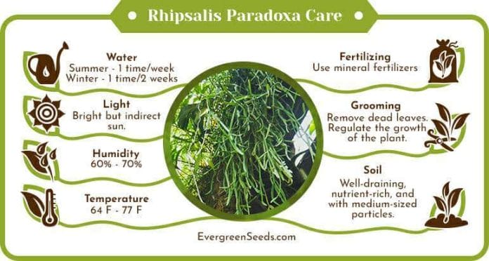 Rhipsalis paradoxa care infographic