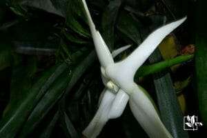 Angraecum Didieri A tough orchid