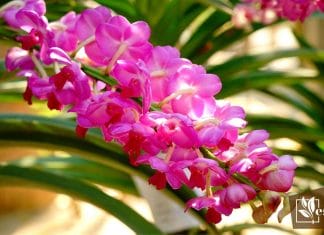 Ascocentrum Ampullaceum -Amazing Orchid