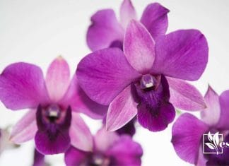 Dendrobium Phalaenopsis Beginner Friendly Orchid