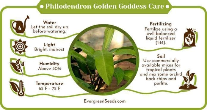 Philodendron golden goddess care infographic