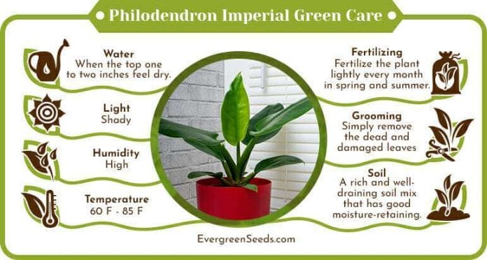 Philodendron imperial green care infographic