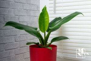 Philodendron imperial green low maintenance plant