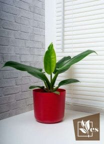 Philodendron Imperial Green - a fuss free plant