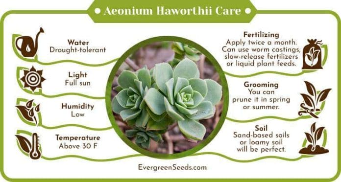 Aeonium haworthii care infographic