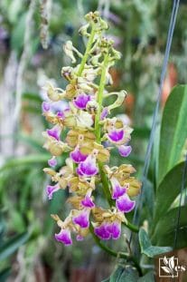 Aerides houlletiana,orchid flower.