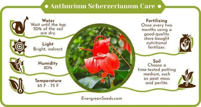 Anthurium scherzerianum care infographic