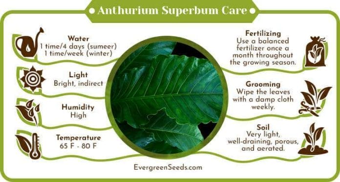 Anthurium superbum care infographic