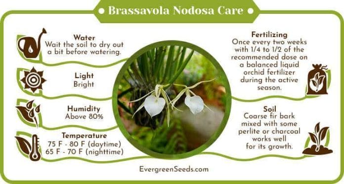 Brassavola nodosa care infographic