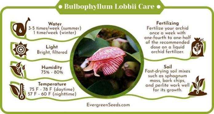 Bulbophyllum lobbii care infographic