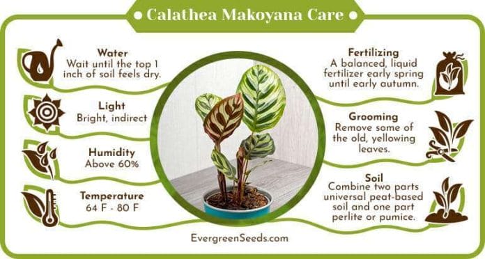 Calathea makoyana care infographic