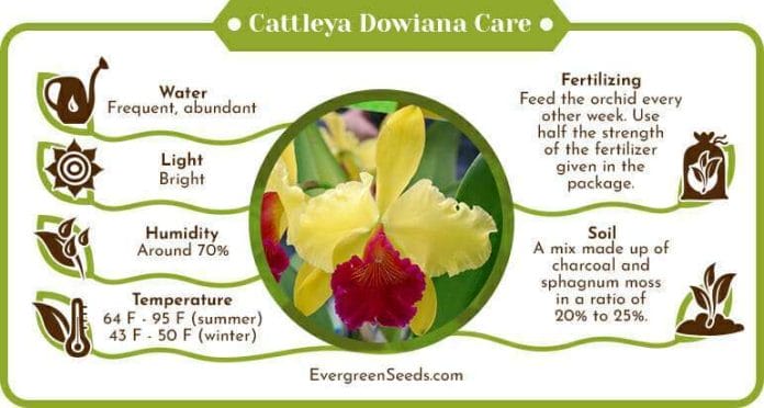 Cattleya dowiana care infographic