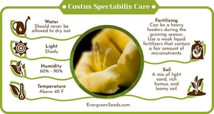 Costus spectabilis care infographic