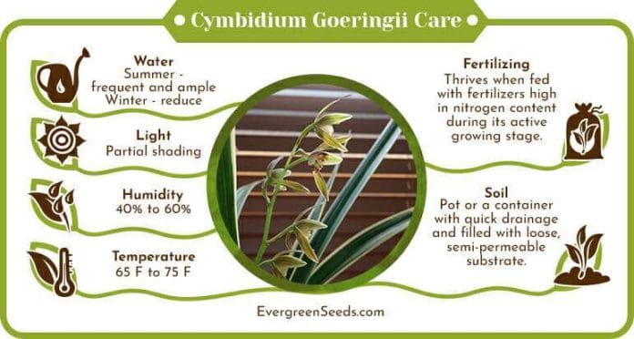 Cymbidium goeringii care infographic