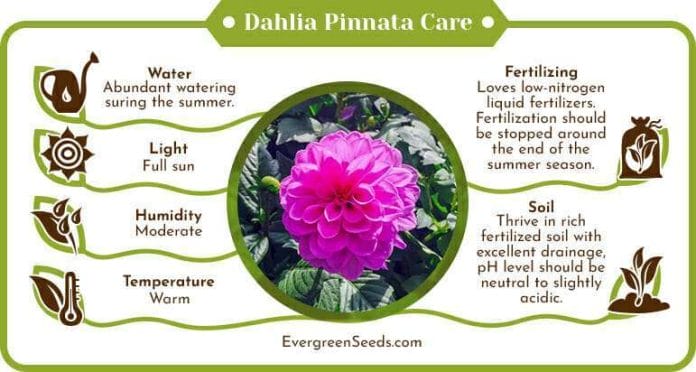 Dahlia pinnata care infographic