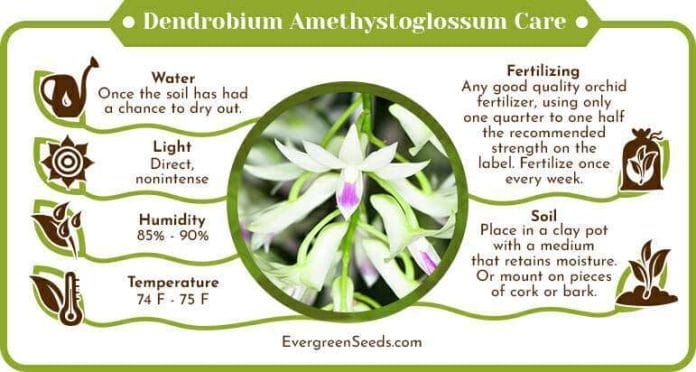 Dendrobium amethystoglossum care infographic