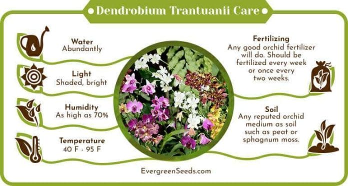 Dendrobium trantuanii care infographic