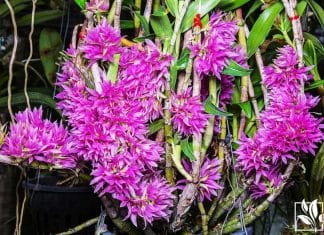 Dendrobium bracteosum medium sized orchid