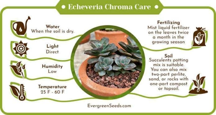 Echeveria chroma care infographic