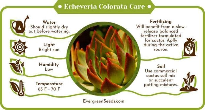 Echeveria colorata care infographic