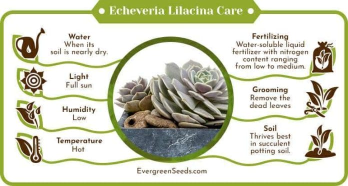 Echeveria lilacina care infographic