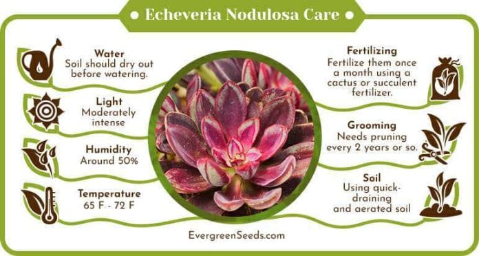 Echeveria nodulosa care infographic