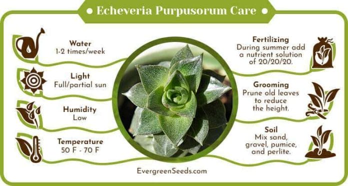 Echeveria purpusorum care infographic