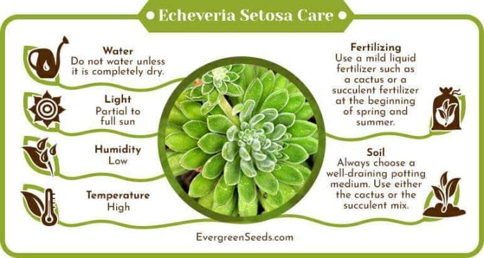 Echeveria setosa care infographic