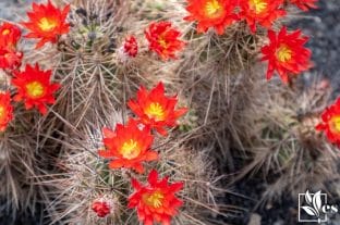 Echinocereus Coccineus-Scarlet Hedgehog Cactus