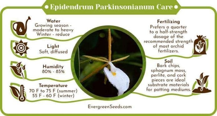 Epidendrum parkinsonianum care infographic