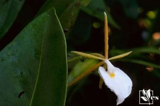 Epidendrum Parkinsonianum- Fragrant Orchid of the Night