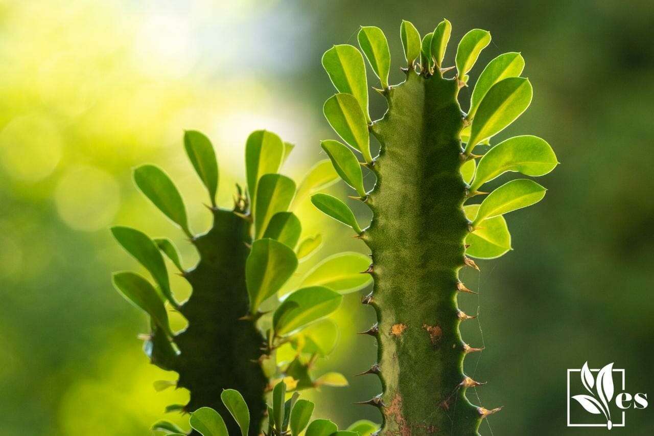 Euphorbia trigona   1"w x 6" / Unrooted cuttings