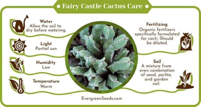 Fairy castle cactus care infographic