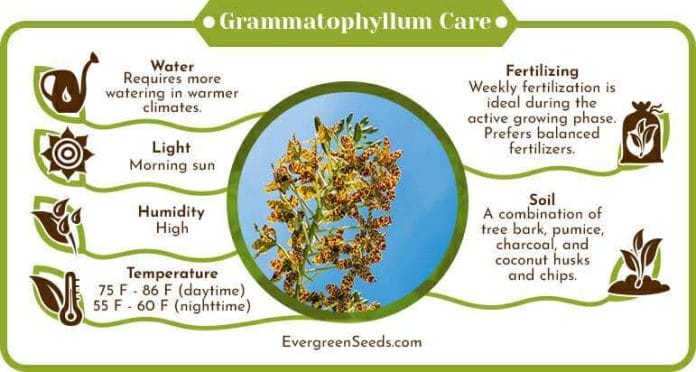 Grammatophyllum care infographic