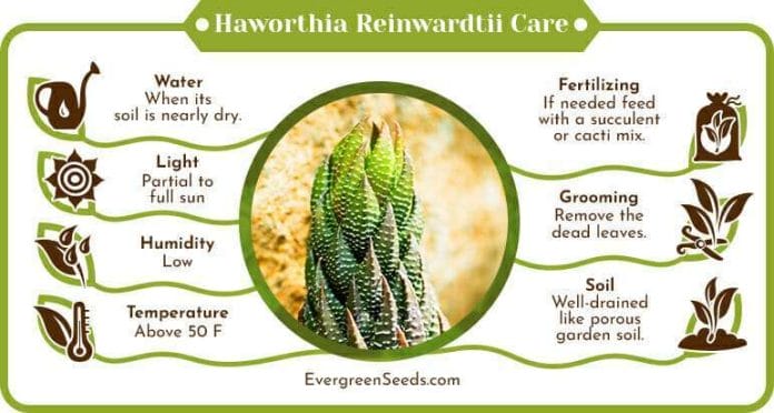 Haworthia reinwardtii care infographic