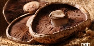 How To Grow Portobello Mushrooms
