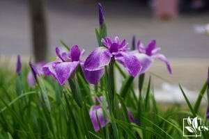 Japanese Iris-Beautiful Flower of Wetlands and Poolsides