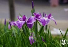 Japanese iris beautiful flower of wetlands and poolsides