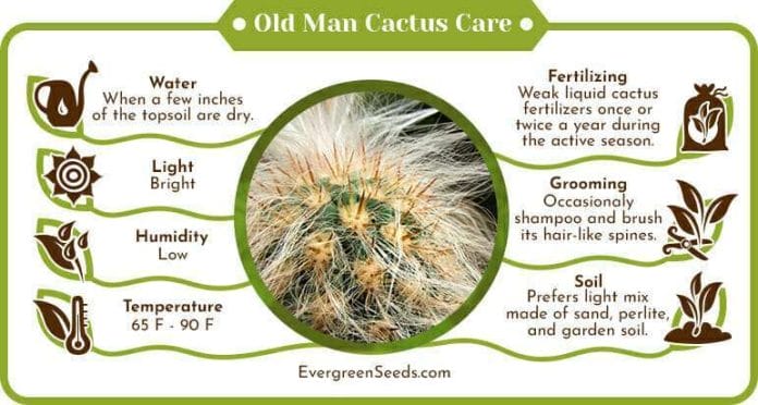 Old man cactus care infographic