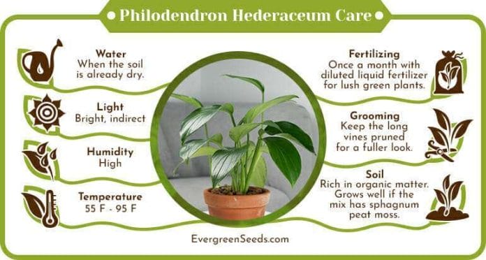 Philodendron hederaceum care infographic